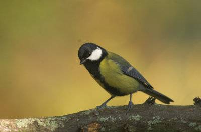 Koolmees/Great Tit Kalmthout 11 oktober 2008