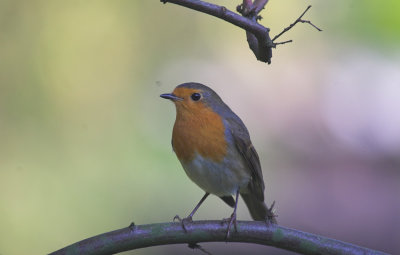 Roodborst/Robin Kalmthout 11 oktober 2008