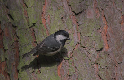Zwarte Mees/Coal Tit Kalmthout 13 oktober