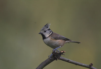 Kuifmees/Crested Tit Kalmthout 14 oktober 2008