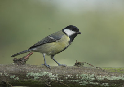 Koolmees/Great Tit Kalmthout 14 oktober 2008