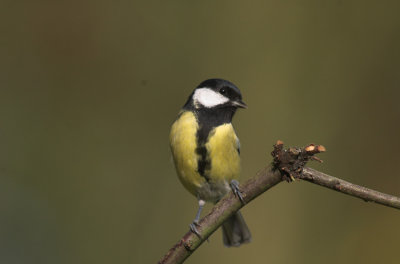 Koolmees/Great Tit Kalmthout 14 oktober