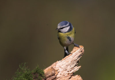 Pimpelmees/Blue Tit Kalmthout 20 oktober 2008