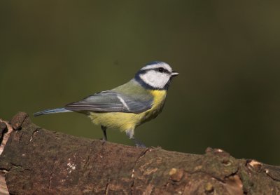 Pimpelmees/Blue Tit Kalmthout 20 oktober 2008