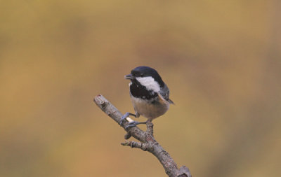 Zwarte Mees/Coal Tit Kalmthout 7 november 2008