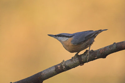 Boomklever/Nuthatch Kalmthout 8 november 2008