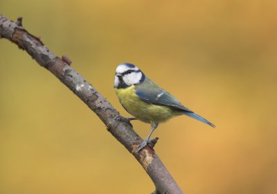 Pimpelmees/Blue Tit Kalmthout 7 november 2008