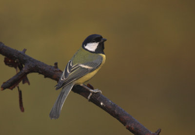Koolmees/Great Tit Kalmthout 7 november 2008