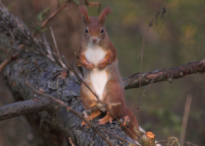 Eekhoorn/Squirrel Kalmthout 12 november 2008