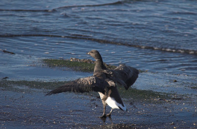 Rotgans/Brent Goose Brouwersdam 15 november 2008