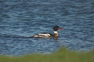 Middelste Zaagbek/Red Breasted Merganser Grevelingen 13 november 2008