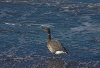 Rotgans/Brent Goose Brouwersdam 13 november 2008