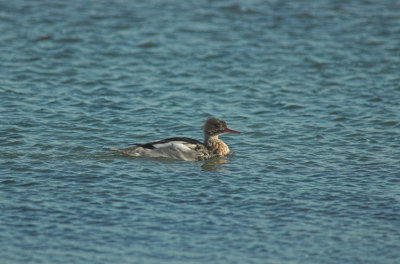 Middelste Zaagbek/Red Breasted Merganser Grevelingen 13 november 2008