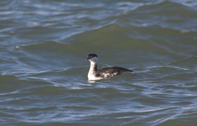 Kuifduiker/Slavonian Grebe Brouwersdam 13 november 2008