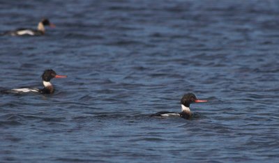 Middelste Zaagbe/Red Brested Merganser Grevelingen 13 november 2008