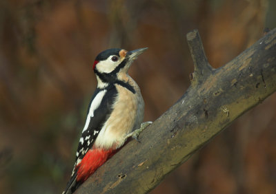 Grote Bonte Specht/Great Spotted Woodpecker Kalmthout 19 november 2008