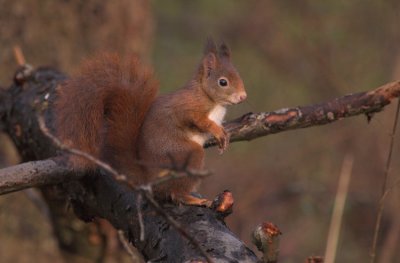 Eekhoorn/Squirrel Kalmthout 19 november 2008
