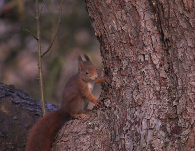 Eekhoorn/Squirrel Kalmthout 19 november 2008