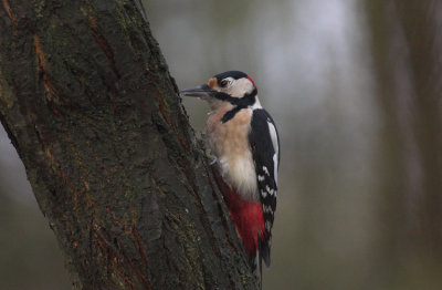 Grote Bonte Specht/Great Spotted Woodpecker Kalmthout 19 november 2008
