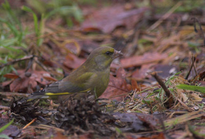 Groenling/Greenfinch Kalmthout 2 december 2008