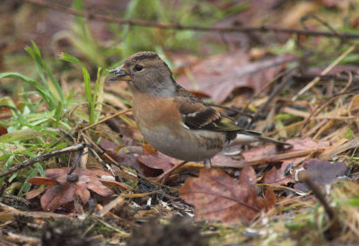 Keep/Brambling Kalmthout 2 december 2008