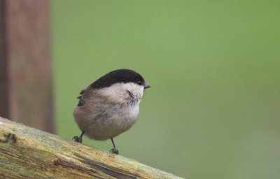Matkop/Willow Tit Kalmthout 2 december 2008