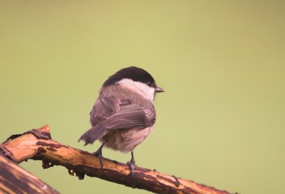 Matkop/Willow Tit Kalmthout 3 december 2008