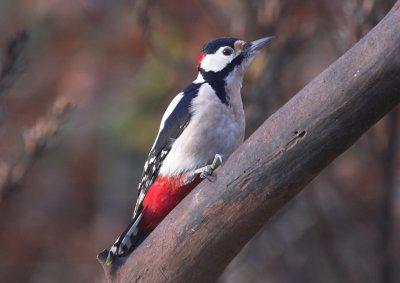 Grote Bonte Specht/Great Spotted Woodpecker Kalmthout 3 december 2008