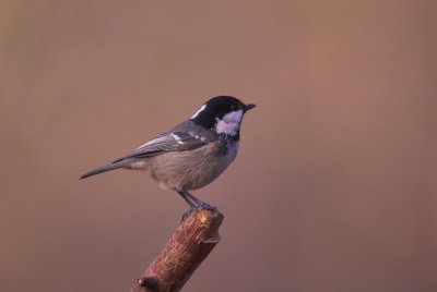g1/57/825957/3/106658255.cKTZuRDi.jpg