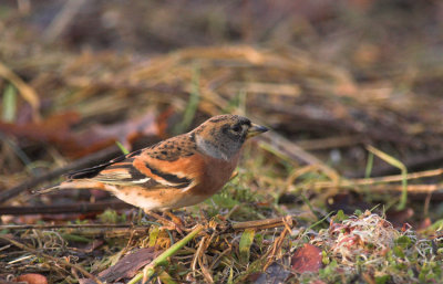 Keep/Brambling Kalmthout 3 december 2008