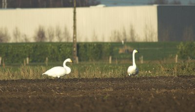 Wilde Zwaan/Whooper Swan Brecht 13 december 2008