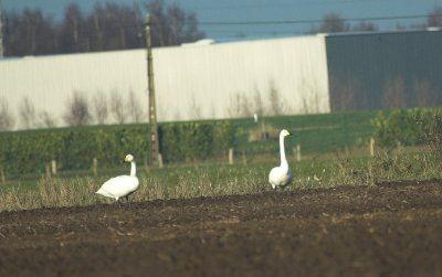 Wilde Zwaan/Whooper Swan 13 december 2008