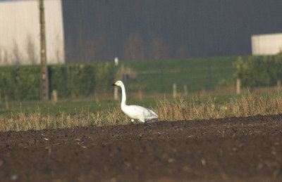 Kleine Zwaan/Bewick's Swan Brecht 13 december 2008