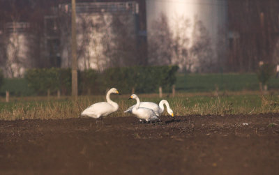 Wilde Zwaan en Kleine Zwaan/Whooper Swan & Bewick's Swan Brecht 13 december 2008