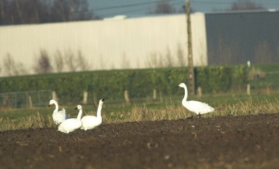 Kleine Zwaan/Bewick's Swan Brecht 13 december 2008