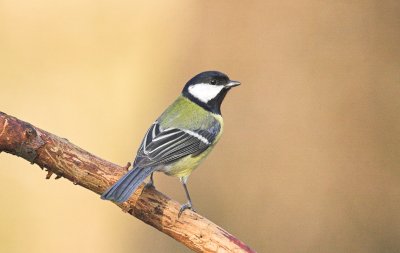 Koolmees/Great Tit Kalmthout 19 december 2008