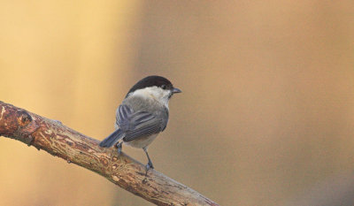 Matkop/Willow Tit Kalmthout 27 december 2008