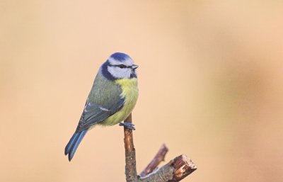 Pimpelmees/Blue Tit Kalmthout 27 december 2008
