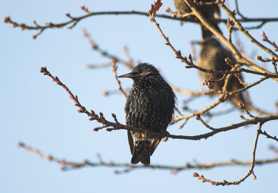 Spreeuw/Starling Wuustwezel 29 december 2008