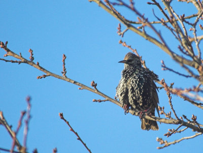 Spreeuw/Starling Wuustwezel 29 december 2008
