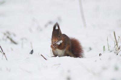 Eekhoorn/Squirrel Kalmthout 5 januari 2009