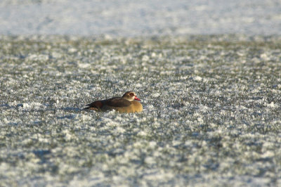 Nijlgans/Egyptian Goose Kalmthout 6 januari 2009