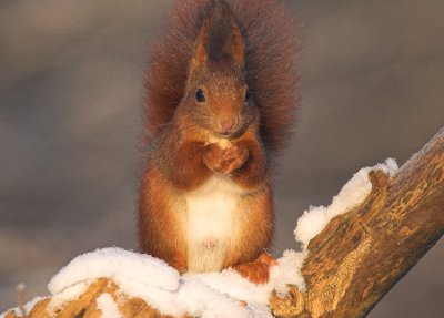 Eekhoorn/Squirrel Kalmthout 6 januari 2009