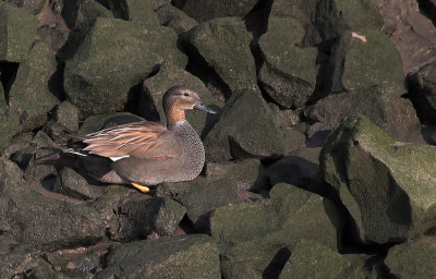 Krakeend/Gadwall Schelde 15 januari 2008