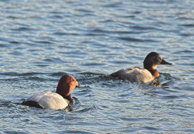 Tafeleend/Pochard Ekeren 15 januari 2009