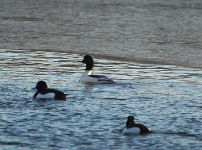 Grote Zaagbek/Goosander Ekeren 15 januari 2009