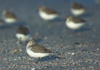 Bonte Strandloper/Dunlin Heist 21 januari 2009