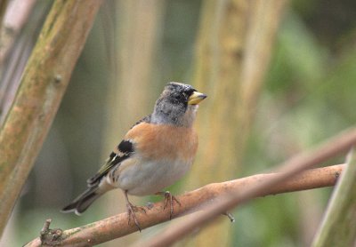 Keep/Brambling Kalmthout 24 januari 2009