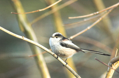 Staartmees/Long-tailed Tit Kalmthout 28 januari 2009