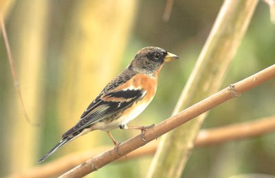 Keep/Brambling Kalmthout 28 januari 2009